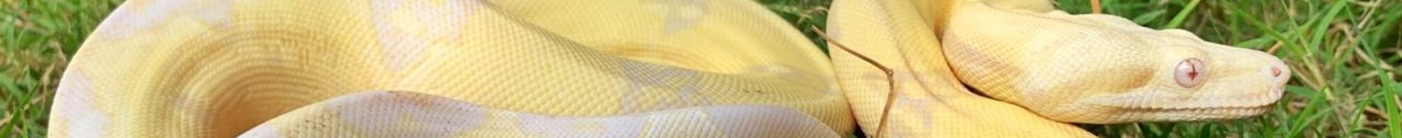 Boaconstrictors.co.za